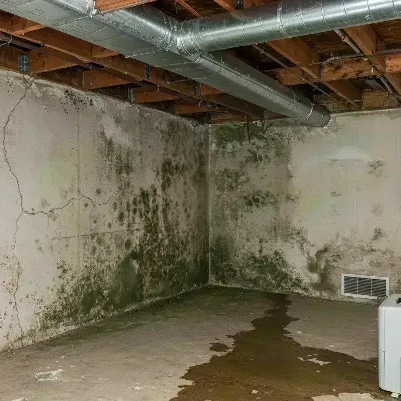 Professional Mold Removal in Eureka, IL